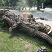 Daniel Côté, Arboriculteur  Élagueur Grimpeur, Chateaugay Rive-Sud Montréal