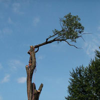 Daniel Côté, Arboriculteur  Élagueur Grimpeur, Chateaugay Rive-Sud Montréal