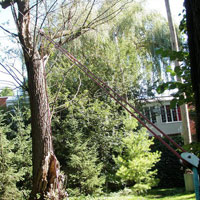 Daniel Côté, Arboriculteur  Élagueur Grimpeur, Chateaugay Rive-Sud Montréal