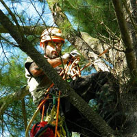 Daniel Côté, Arboriculteur  Élagueur Grimpeur, Chateaugay Rive-Sud Montréal