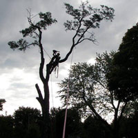 Daniel Côté, Arboriculteur  Élagueur Grimpeur, Chateaugay Rive-Sud Montréal