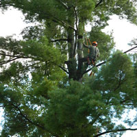 Daniel Côté, Arboriculteur  Élagueur Grimpeur, Chateaugay Rive-Sud Montréal