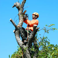 Daniel Côté, Arboriculteur  Élagueur Grimpeur, Chateaugay Rive-Sud Montréal