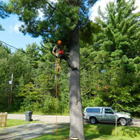 Daniel Côté, Arboriculteur  Élagueur Grimpeur, Chateaugay Rive-Sud Montréal
