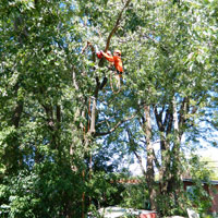 Daniel Côté, Arboriculteur  Élagueur Grimpeur, Chateaugay Rive-Sud Montréal
