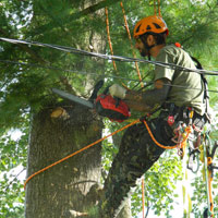 Daniel Côté, Arboriculteur  Élagueur Grimpeur, Chateaugay Rive-Sud Montréal