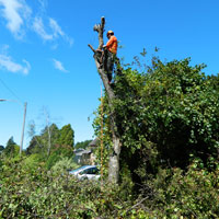 Daniel Côté, Arboriculteur  Élagueur Grimpeur, Chateaugay Rive-Sud Montréal
