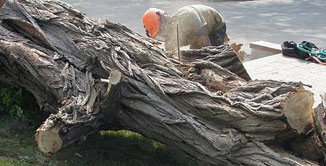 Abattage des arbres et Essoussage