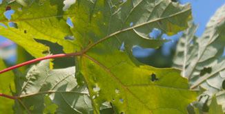 Diagnostic des maladies (arbres)